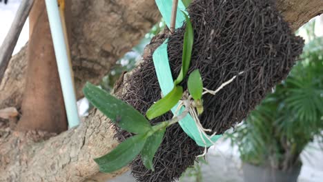 plantar orquídeas en una tabla de helechos unida a un árbol