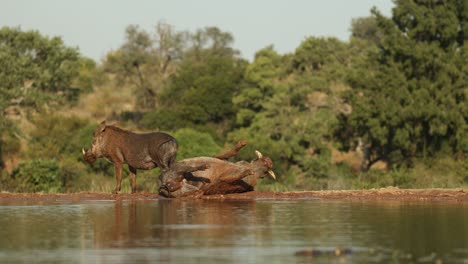 a group of warthogs enjoying a mud bath in a waterhole. filmed at a low angle from a photographic hide in the greater kruger