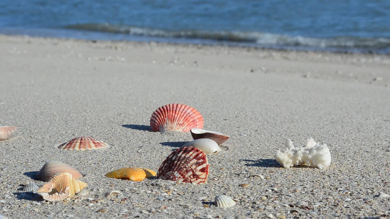 Conchiglie sulla sabbia sullo sfondo delle onde. Ripresa sulla spiaggia