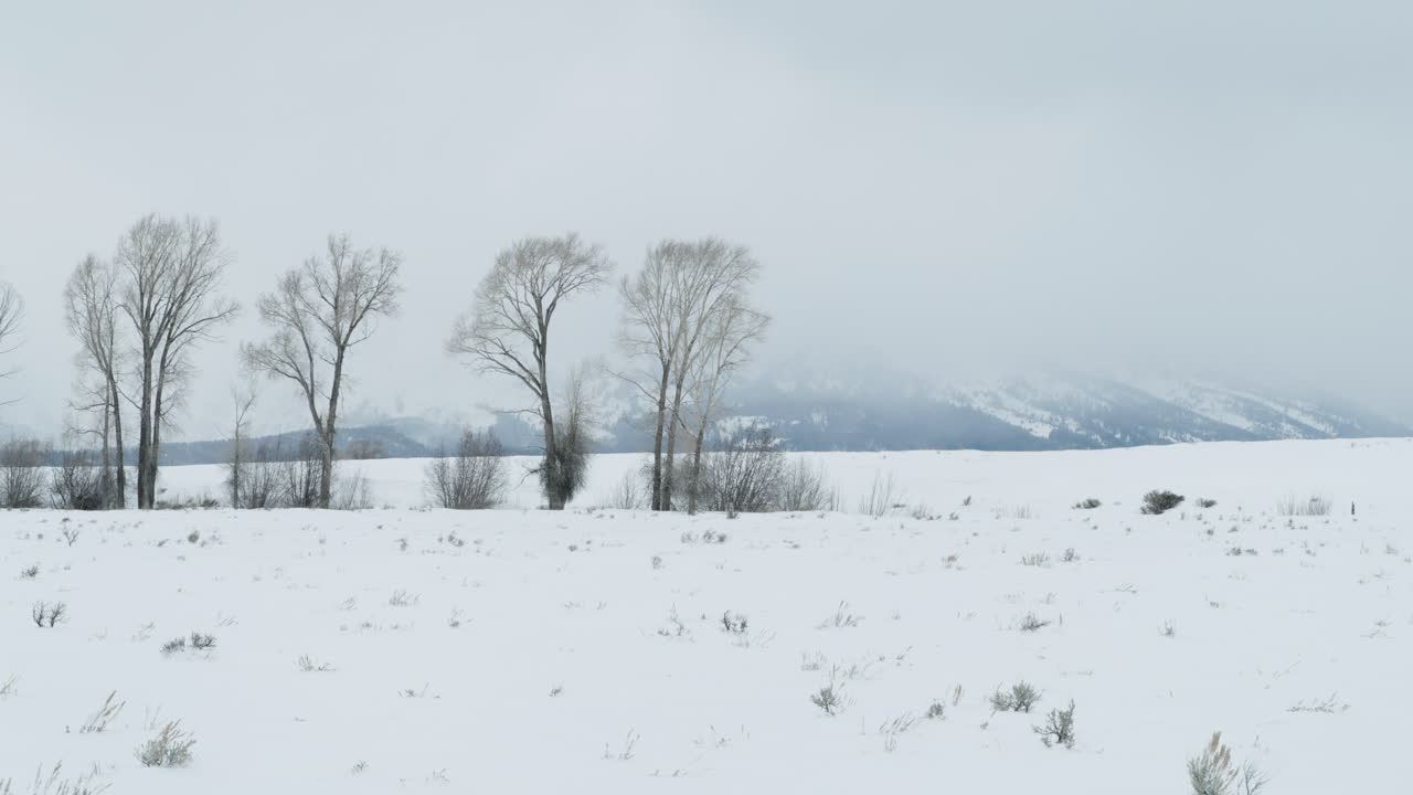 A stand of bare trees in a field in the mountains of western Wyoming.  Shot in 4K