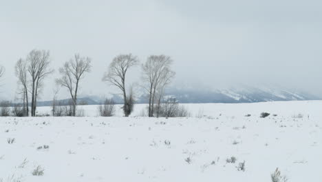 a stand of bare trees in a field in the mountains of western wyoming.  shot in 4k