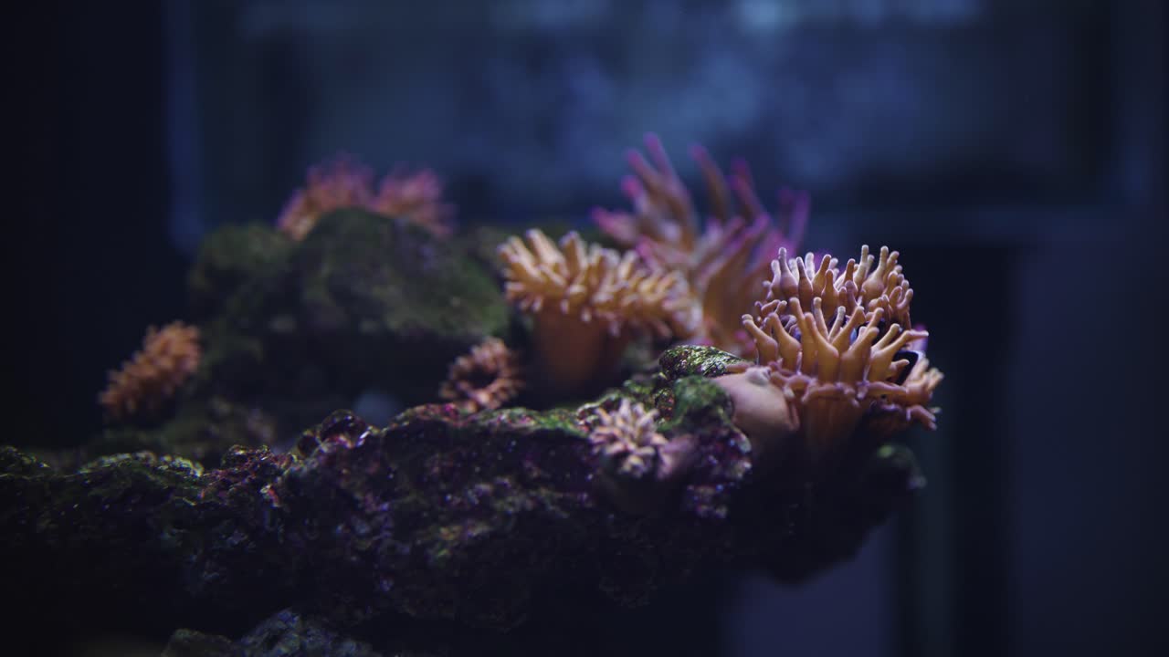 Orange Clownfish with Their Anemones in the Saltwater Aquarium