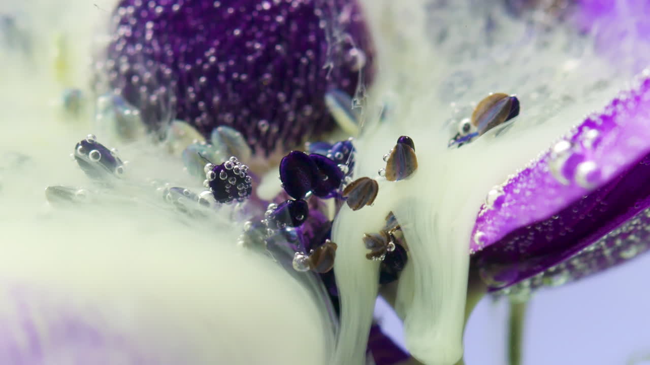 fotografía macro de una flor de anémona púrpura con burbujas