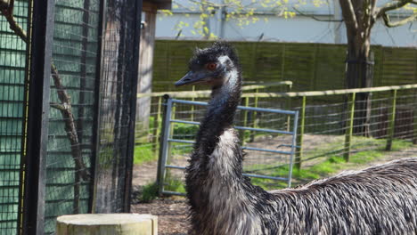 closeup of king island emu in the zoo.