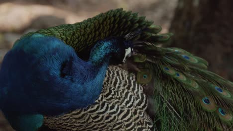 Pavo-Real-Extravagante-Derramando-Activamente-Sus-Plumas-Con-Su-Pico-En-Un-Entorno-Natural