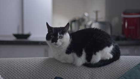 cat sitting on back of couch looks at camera