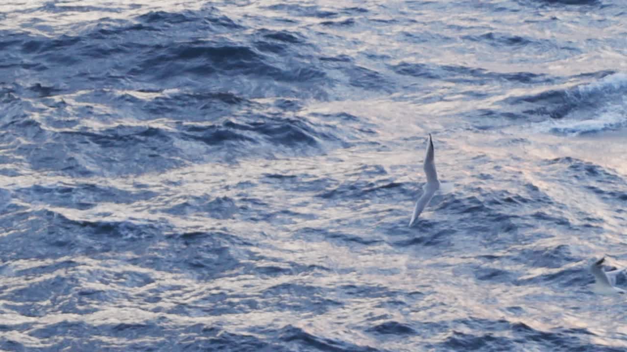 Gulls flying over a stormy sea