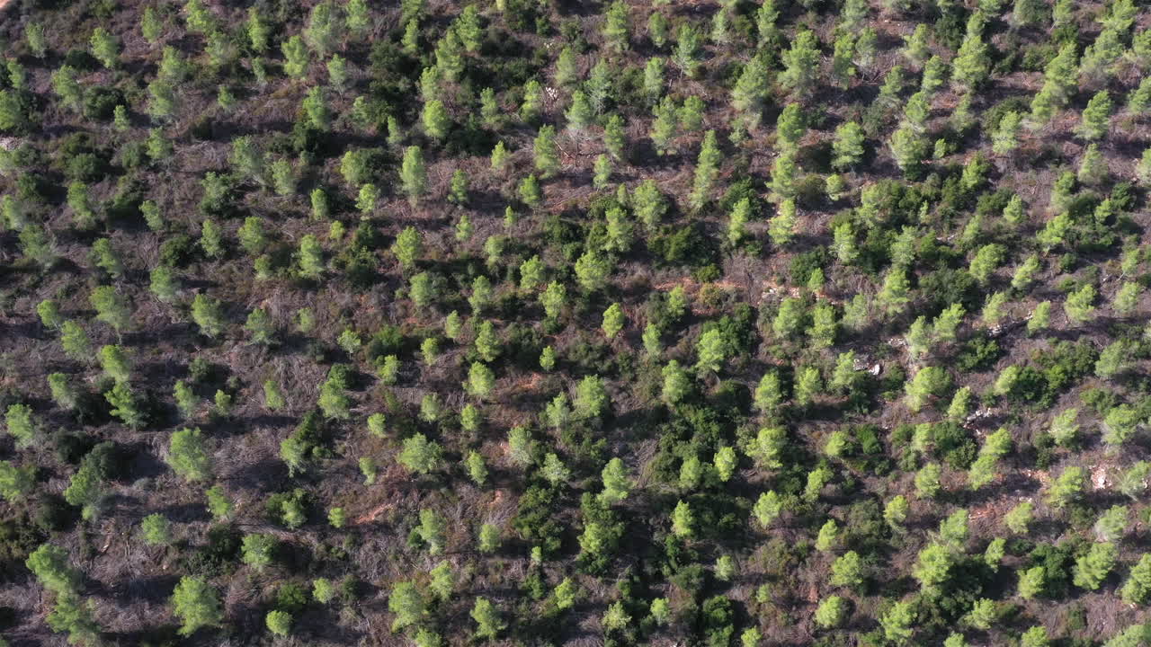 Top down Aerial View over Pine forest
