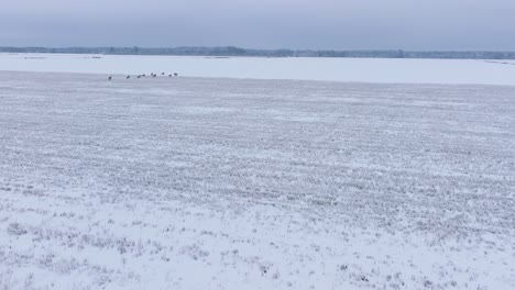 aerial view of distant european roe deer group running on the snow covered agricultural field, overcast winter day, wide angle drone shot moving fast forward