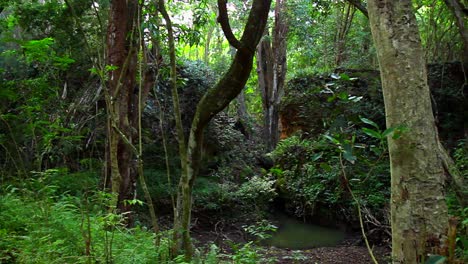 pan across dense jungle rainforest