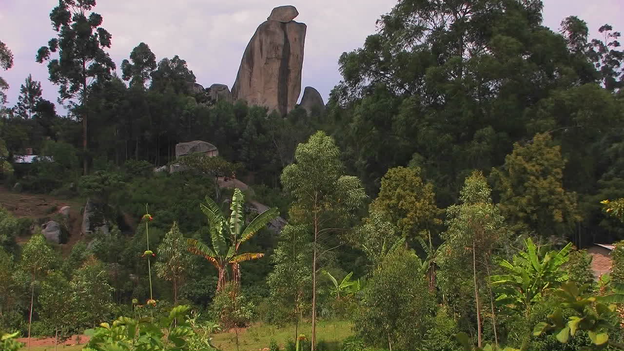 сильные ветры гнут деревья джунглей