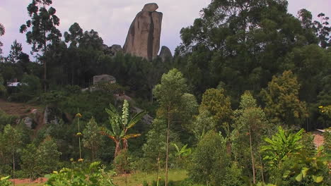 Strong-winds-blow-jungle-trees