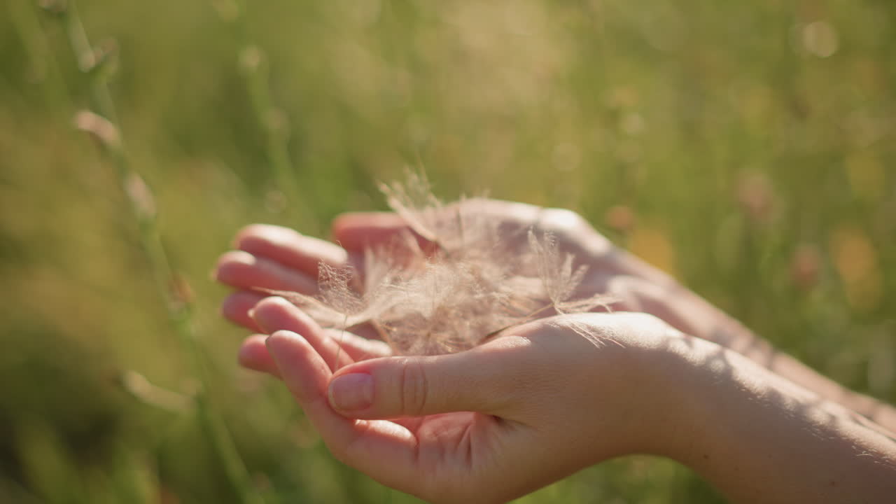 여성의 손이 목초지에서 민들레 씨앗을 쥐고 있고, 부드러운 금빛 조명, 잔잔한 바람, 솜털 같은 씨앗의 느린 방출, 클로즈업된 여름의 평온함, 영화 같은 슬로 모션, 촉각적인 텍스처와 따뜻함