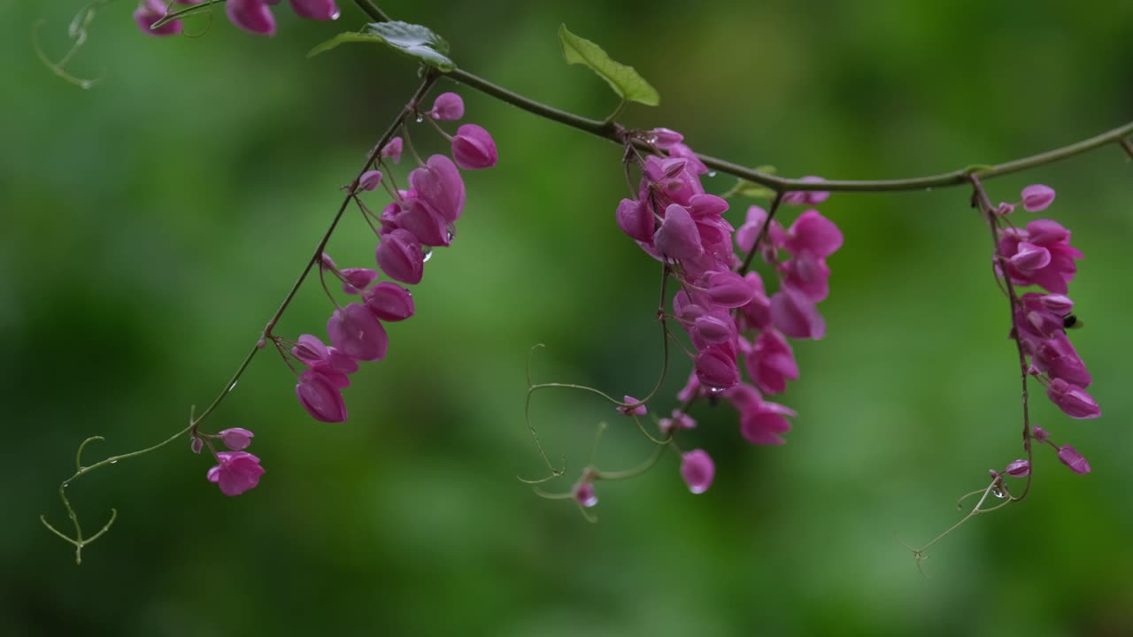 Rain-drenched pink flowers dancing in the rain as a lone bee is moving from one flower to another, Cadena-de-Amor, Queen's Wreath, Antigonon leptopus
