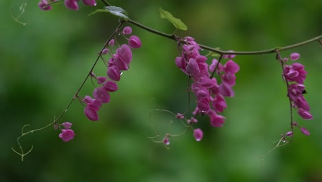 Flores-Rosadas-Bañadas-Por-La-Lluvia-Bailando-Bajo-La-Lluvia-Mientras-Una-Abeja-Solitaria-Se-Mueve-De-Una-Flor-A-Otra,-Cadena-de-amor,-Corona-De-Reina,-Antigonon-Leptopus