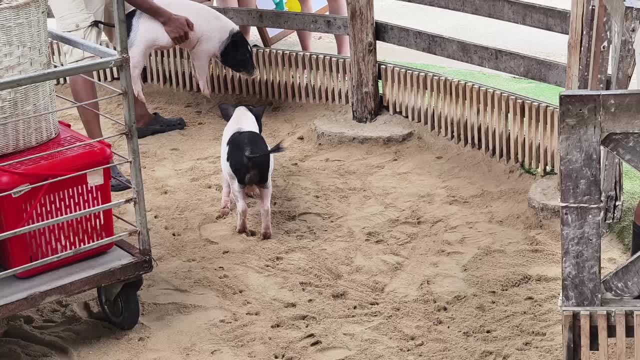 애완동물 동물원 의 돼지 들