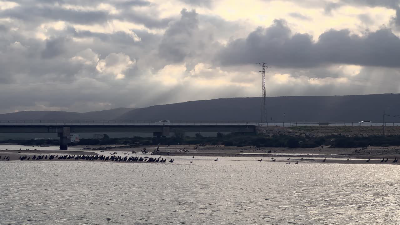 다리를 지나가는 자동차와 함께 물 위를 날아다니는 새 무리