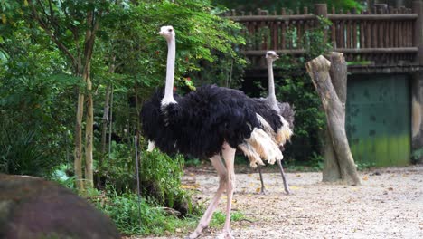 avestruz común macho adulto, struthio camelus con plumaje negro y plumas de cola blancas, caminando con gracia y mirando alrededor de su entorno, movimiento manual de cerca