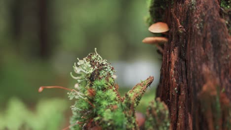 Líquenes,-Musgos-Y-Hongos-Cubren-La-Corteza-De-Un-Tronco-De-árbol-En-Descomposición