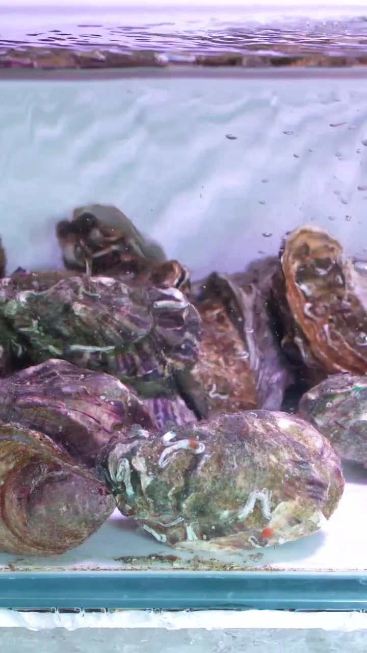 Static medium shot of live oysters submerged in a bubbling glass aquarium at a market