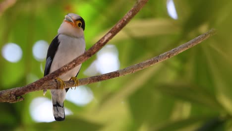 Der-Silberbrust-breitschnabel-Ist-Ein-Berühmter-Vogel-In-Thailand,-Sowohl-Lokal-Als-Auch-International