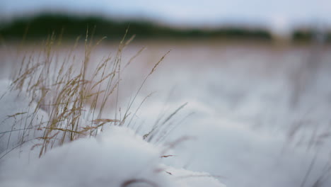 dry snow covered grass swaying on wind close up. weed growing on forest lawn.