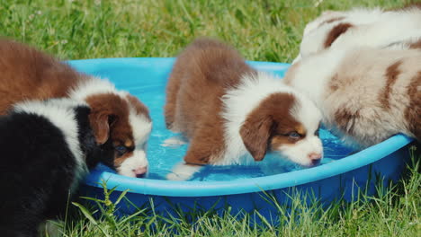 varios cachorros beben ansiosamente agua de una pequeña piscina en el patio trasero de la casa