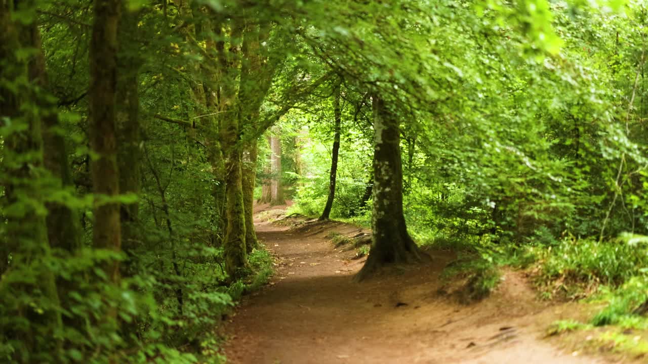 un camino sereno del bosque en dunkeld, escocia
