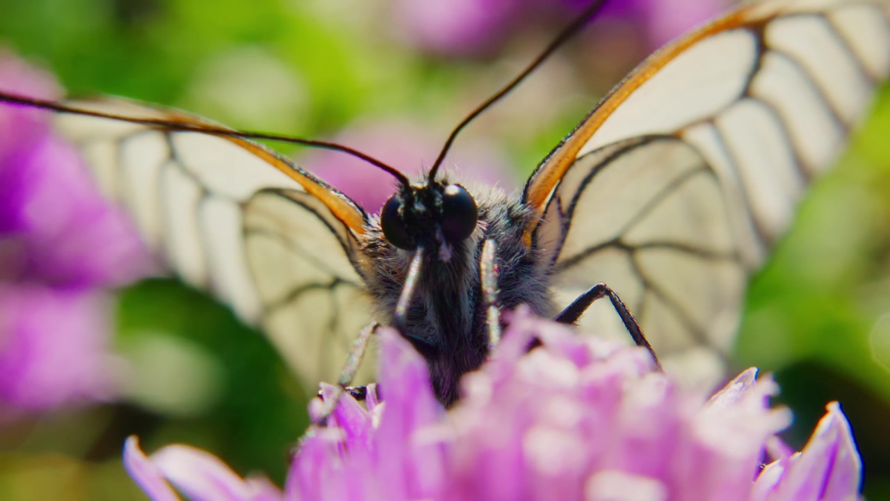 Delicata farfalla con ali traslucide si posa su un fiore viola. Le sue sottili antenne toccano delicatamente i petali. La luce del sole brilla dolcemente attorno al corpo dell'insetto