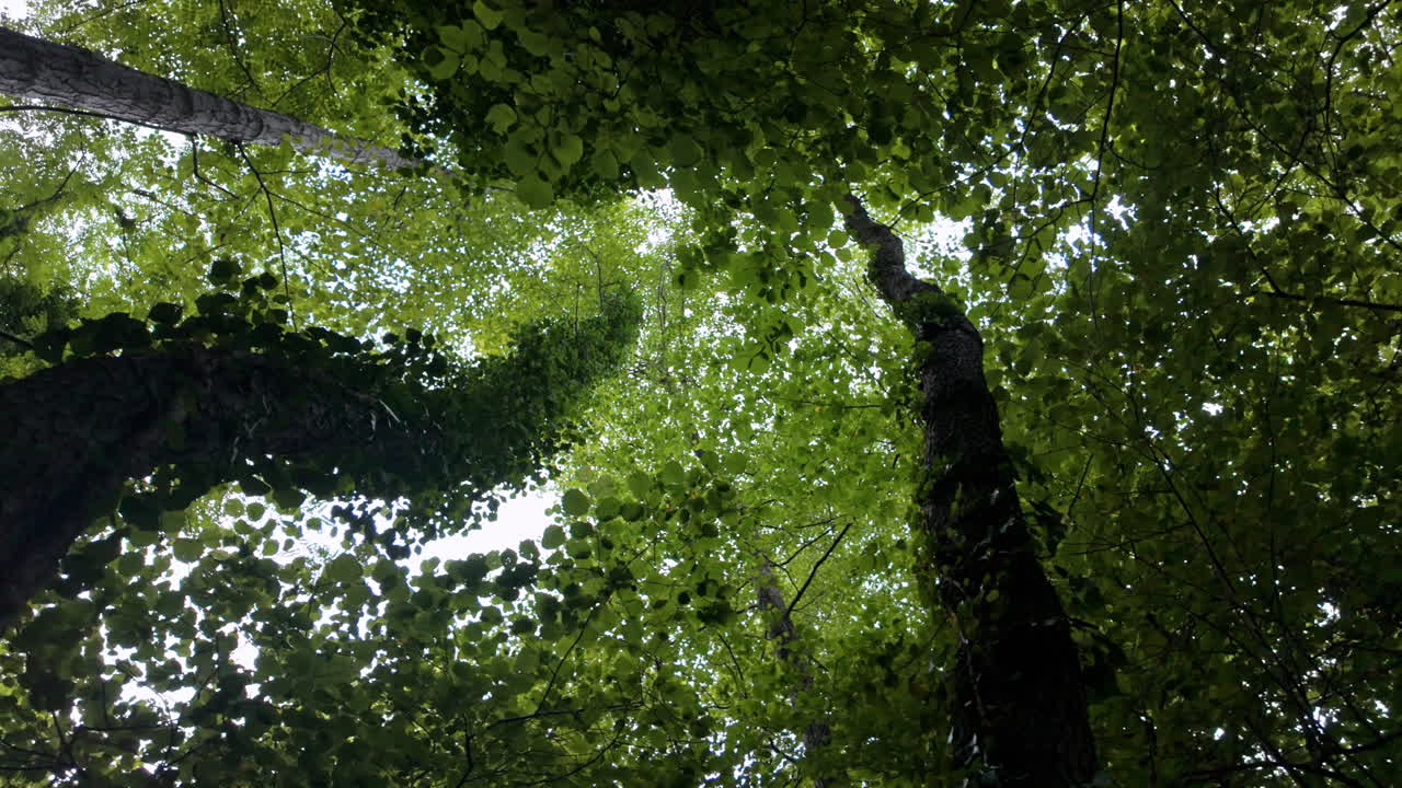 Tall trees with lush green leaves, forest tranquility, nature’s beauty
