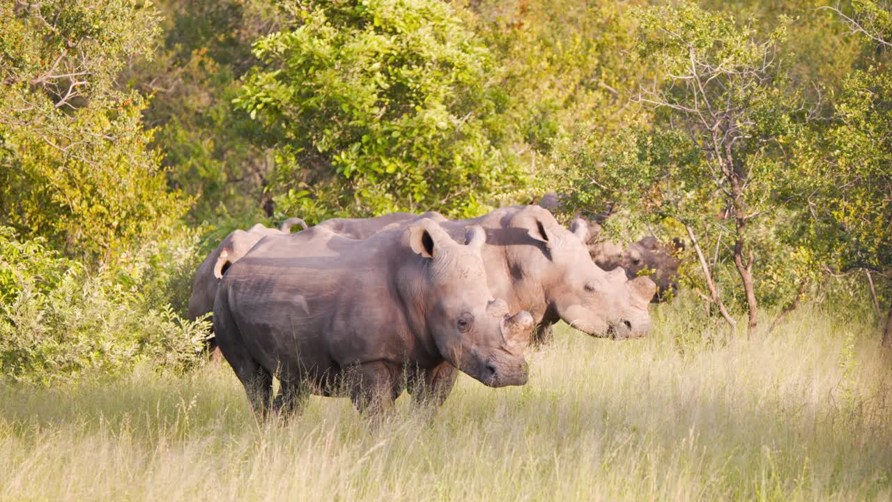 ⁇ 빛 아래 사바나 잔디 에 서 있는 웅장 한  ⁇  코 ⁇ 소 의 무리