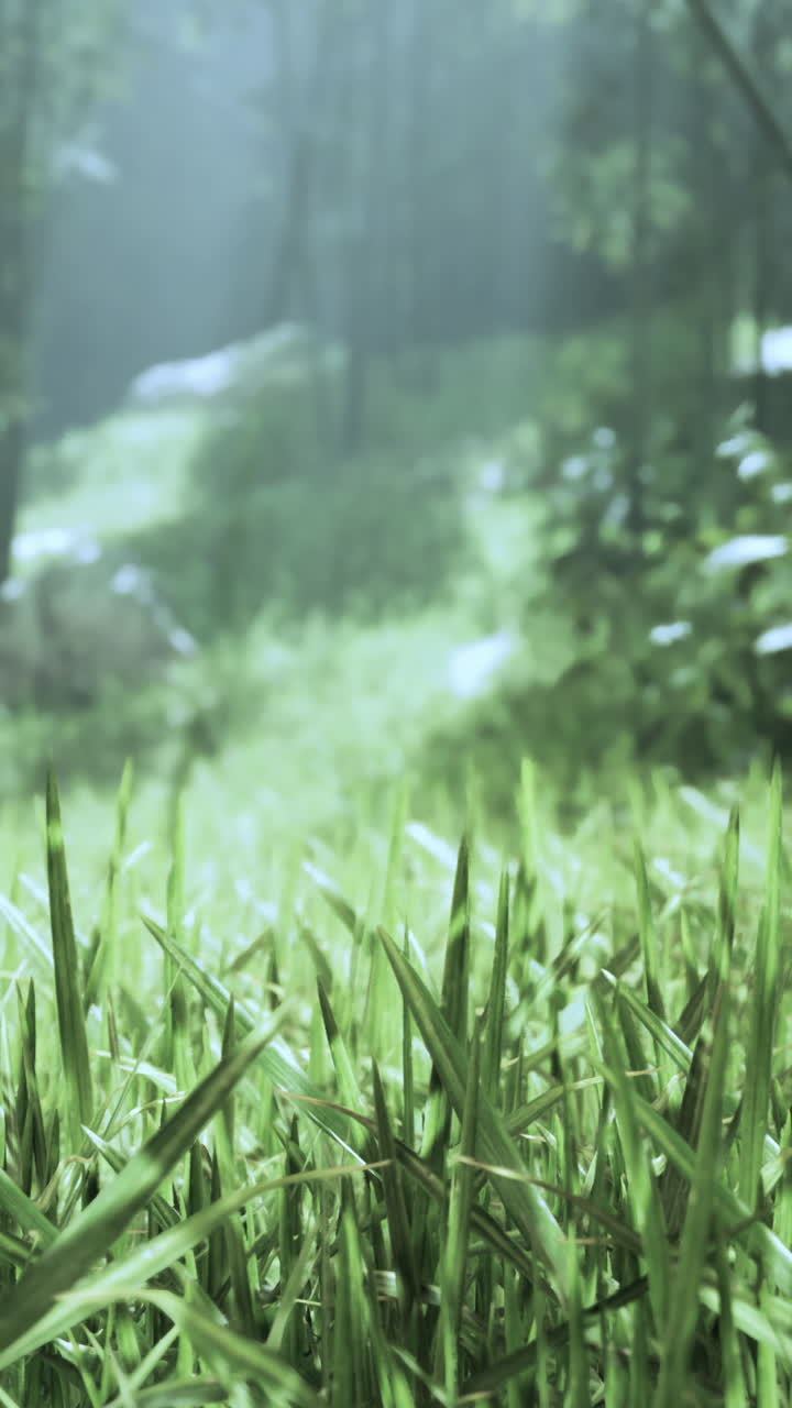 vista de cerca de la hierba en un bosque de niebla