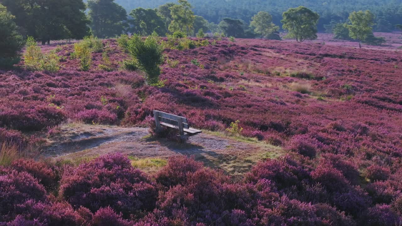 Scenic Heather Landscape with Bench
