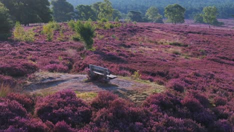 scenic heather landscape with bench