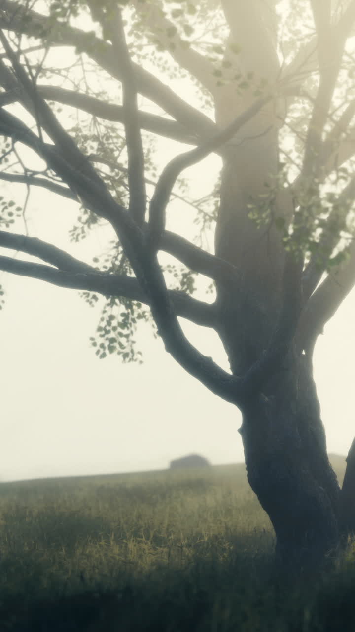A solitary tree rises above a serene meadow