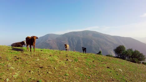 cows grazing in mountain grassland