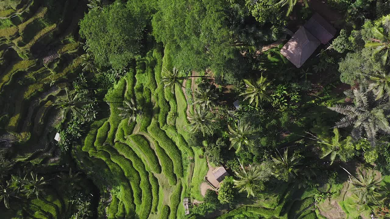 arrozales en la ladera de ubud, una ciudad indonesia en la isla de bali, vista aérea de arriba hacia abajo