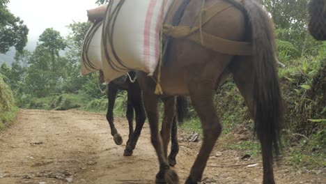 grupo de ganado de burros y caballos para transportar bolsas pesadas de granos de café caminando en fila por un camino de tierra hacia el pueblo tradicional de plantación de colombia montañas de américa latina en cámara lenta