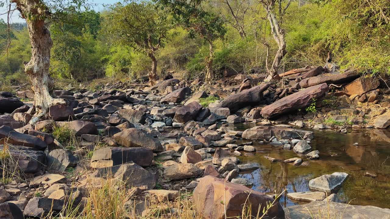 Ripresa in movimento grandangolare di un ruscello roccioso nel bosco con acqua poco profonda che scorre, massi sparsi, riflessi e fitti alberi verdi che costeggiano un canale naturale accidentato.