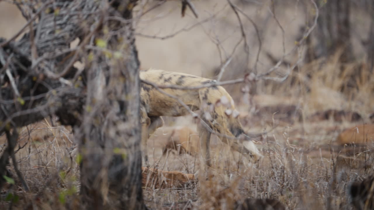 African wild dog walks through Gonarezhou National Park, Zimbabwe. Captured in slow motion part 1