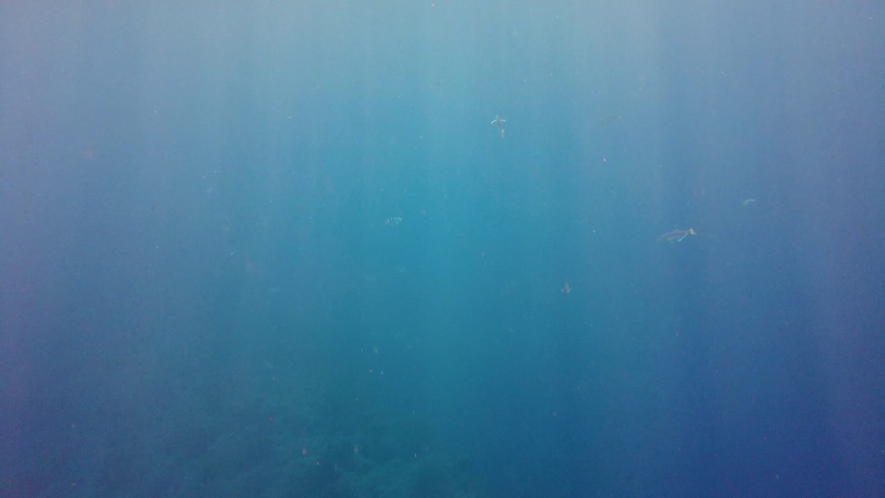 광활한 청록색 바다에서 우아하게 헤엄치는 형형색색의 작은 물고기를 구경하세요