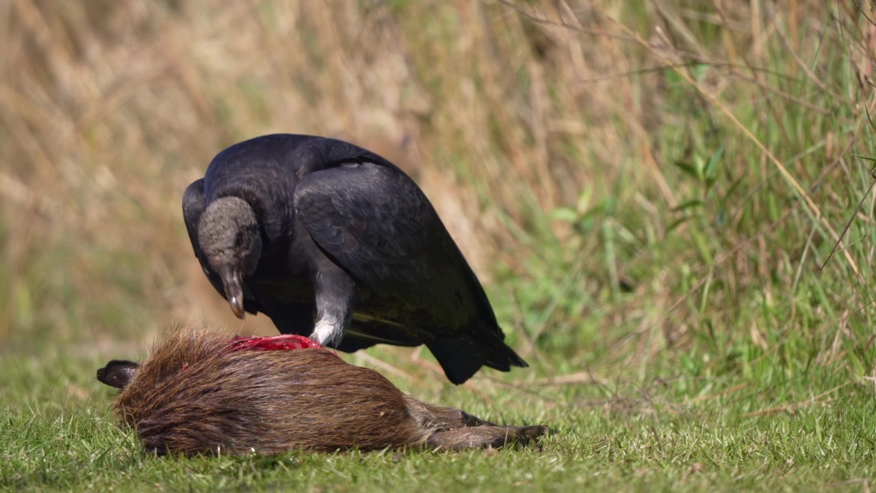Coragyps atratus si erge su una carcassa di roditore insanguinata nell'erba corta, in pausa tra una beccata e l'altra, in un primo piano ravvicinato della fauna selvatica