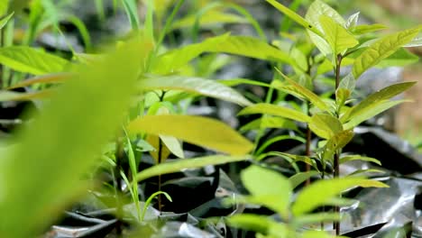 rural village africa-green bio organic low waste smart agriculture - a mango seedling in a home garden, indoor farming kenya africa during covid 2020-2021 social distancing 2020 new year 2021.