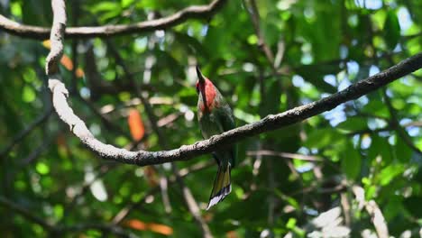 Visto-En-La-Vid-Mirando-Hacia-Arriba-Y-Hacia-Abajo-Para-Detectar-Algunas-Abejas-Para-Atrapar-Y-Comer,-El-Abejaruco-De-Barba-Roja-Nyctyornis-Amictus,-Tailandia