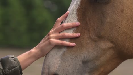 closeup of hand caressing a light brown and white horse head in farm at day slow motion and 60fps