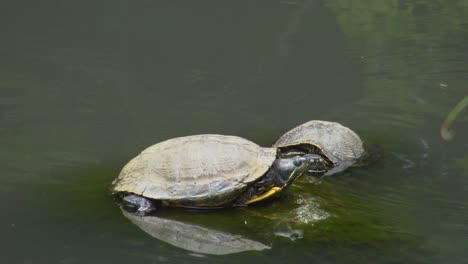 tortuga en piedra en el lago