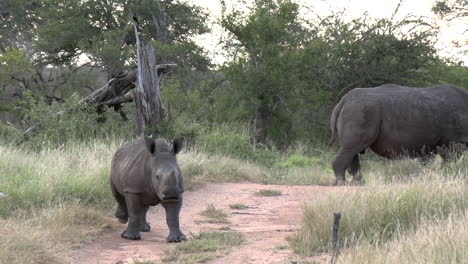 gimbal shot of white rhino calf in wild