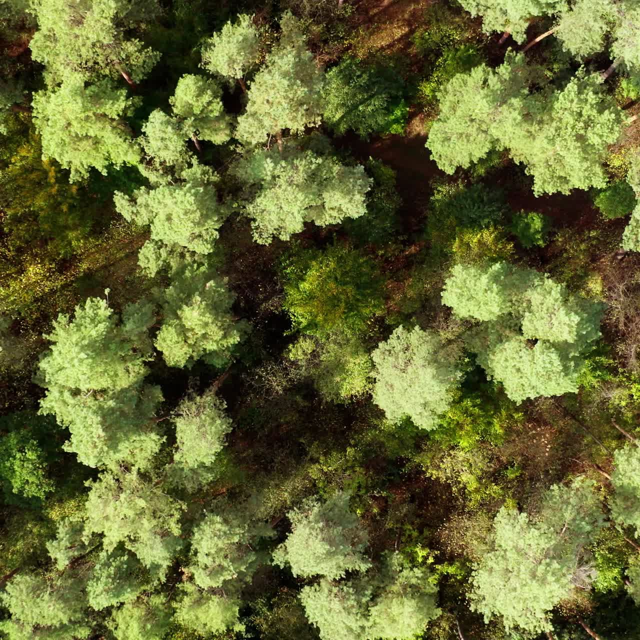 Tops of light green trees. Flying over the forest in summer. Tall trees in woodland. Trees background. Top aerial view.