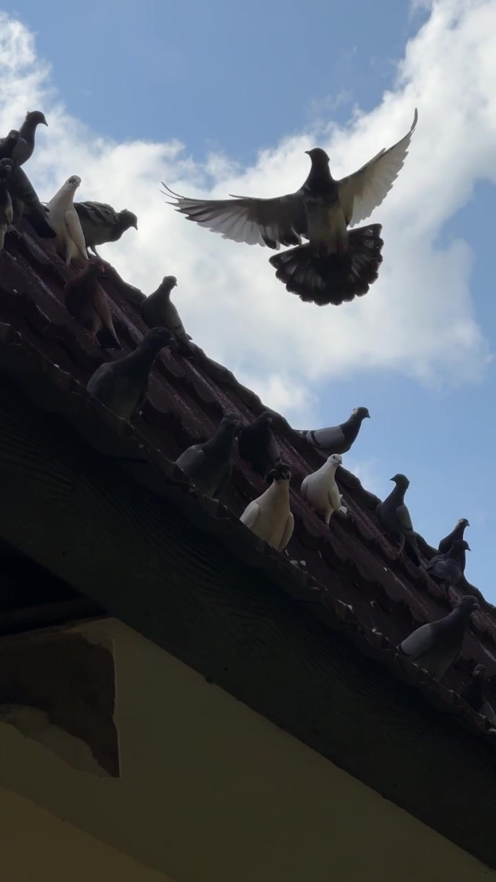 Bando de Pombos Empoleirados e Voando em um Telhado de Telhas