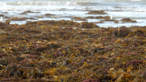 large quantity of seaweed washed up on an australian beach